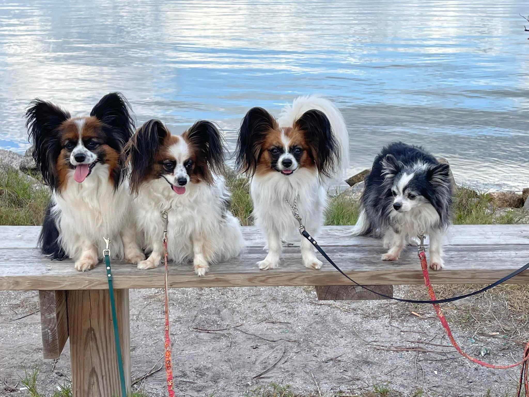 club-papillon様　6月 Papillon Puppy Red / White ID:3651 Located at Petland Hilliard, Ohio