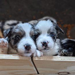 Australian Shepherd Puppies from Legacy Ranch Australian Shepherds