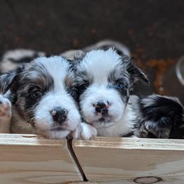 Australian Shepherd Puppies from Legacy Ranch Australian Shepherds