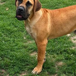 Bane - Fawn male Boerboel puppy in Flemingsburg, Kentucky from Aussgardian Boerboels