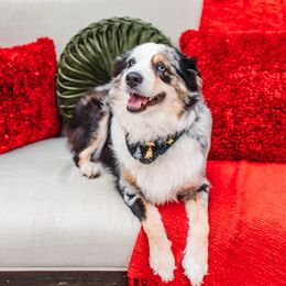Vegas - Miniature Australian Shepherd
