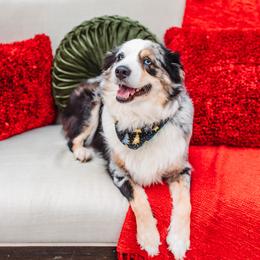 Vegas - Miniature Australian Shepherd