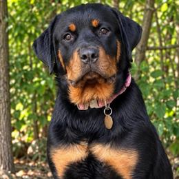 Pink Collar - Black and rust female Rottweiler puppy in Quinlan, Texas from Wright Way Retrievers