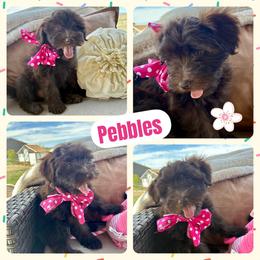 Pebbles - Brown female Whoodle puppy in Rocky Ridge, Utah from Miniature Whoodles & Wheaten terriers Utah