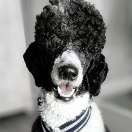Sammy - Poodle