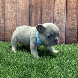 French Bulldog Puppies from Nook Frenchies