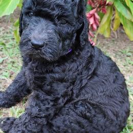 Poodle Puppies from GYCAM STANDARD POODLE