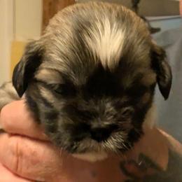 Hannah - Brindle female Lhasa Apso puppy in Fort Worth, Texas from Cynthia's Lhasa Apsos