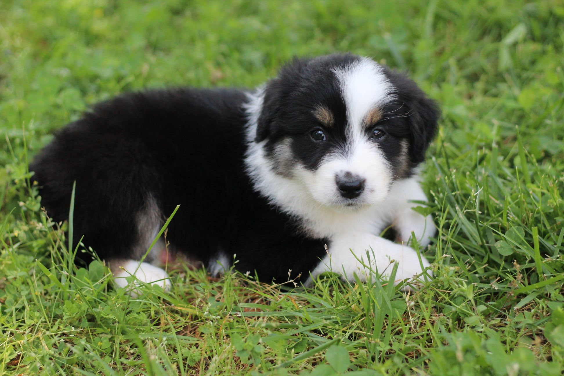 Mountain Springs’ Aussies in Arkansas | Miniature Australian Shepherd ...