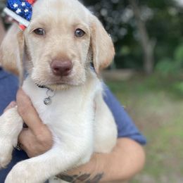 Labradoodles from Pawmetto Doodles LLC