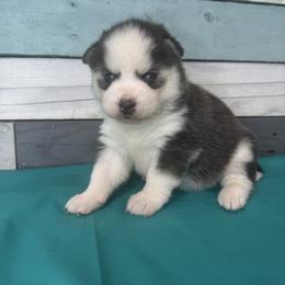 Nola - Black and white female Pomsky puppy in Krum, Texas from Paw-Some Pomskies