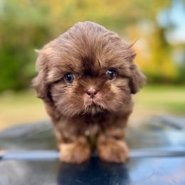 Boy 3 - male Shih Tzu puppy in Wakefield, Rhode Island from Shih Tzu Companions