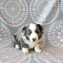 Sparky - Blue merle male Miniature Australian Shepherd puppy in West Point, Nebraska from Plum Creek Aussies