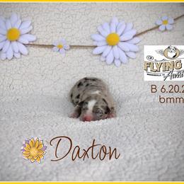 Daxton - Blue merle male Miniature Australian Shepherd puppy in Madisonville, Texas from Flying LL Aussies