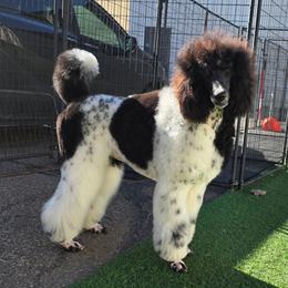 Eclair - Parti female Poodle puppy in Parker, Colorado from Pawsh K9’s