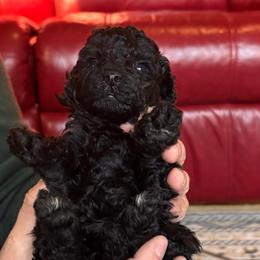 Mae - Blue female Poodle puppy in Florence County, South Carolina from Modern Family Standards