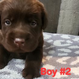 Boy 2 - Chocolate male Labrador Retriever puppy in Dartmouth, Massachusetts from Dolce Amore Labradors