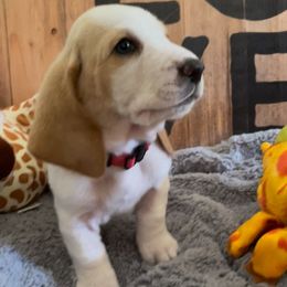 Basset Hound Puppies from Baggy Butt Bassets