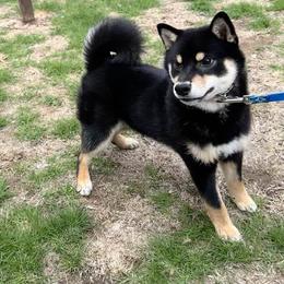 Waffles - Black and tan male Shiba Inu puppy in Green Bay, Wisconsin from Kokuryuu Shibas