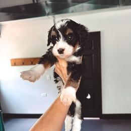 Fire-Fly - Tri-color male Bernedoodle puppy in Jackson, Missouri from Pincksten Family Doodles