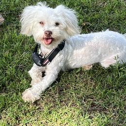 Gold - Havanese