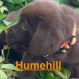 Annabelle - Chocolate female Labrador Retriever puppy in Silver Springs, New York from Humehill