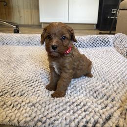 Red Boy - Red male Cavapoo puppy in Sugarcreek, Ohio from True Hearted Doodles