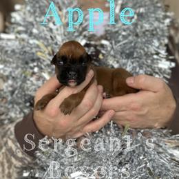 Apple - Fawn male Boxer puppy in Madisonville, Texas from Sergeant's Boxers