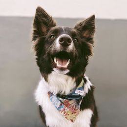 Border Collies from Border Agility