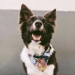 Border Collies from Border Agility
