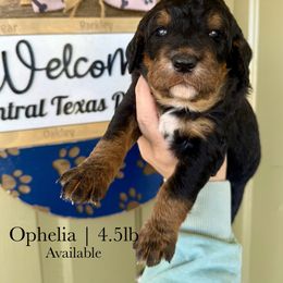 Ophelia - Tri-color female Bernedoodle puppy in Comanche, Texas from Central Texas Doodles, LLC.