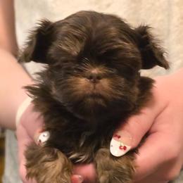 Girl - Liver female Shih Tzu puppy in Norris City, Illinois from Dainty and Darling Shih Tzu