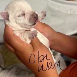 Obi- wan - White male West Highland White Terrier puppy in New Orleans, Louisiana from Amazing Grace Westies