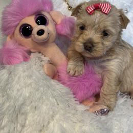 Bendi - Gold female Yorkshire Terrier puppy in Howe, Oklahoma from Ray Holder