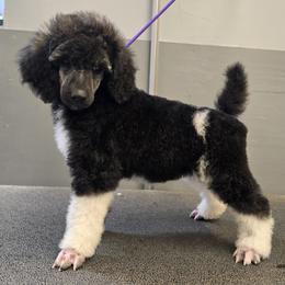 Ink - Brindle female Poodle puppy in Patterson, California from Paterson Poodles