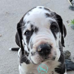 Golden Tempo - Harlequin female Great Dane puppy in Cheyenne, Wyoming from Viking Kennel
