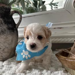 Oliver (Ollie) - White male Coton de Tulear puppy in Freeport, Texas from H❤️PE COTONS