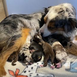 "Violet x Cedar 2024" Miniature Australian Shepherd Puppies from Natural Life Ranch