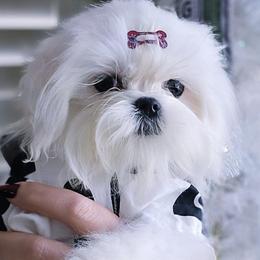AKC Little Tucker - White male Maltese puppy in Moreno Valley, California from Leslie's Maltese