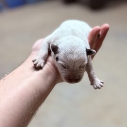 Boy 1 - Blue mottled male Australian Cattle Dog puppy in Hurley, Virginia from BoardCamp Kennels-AKC Australian Cattle Dogs