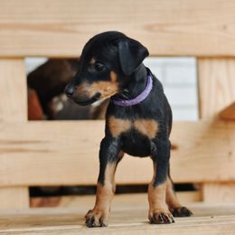 Girl 4 - Purple Collar - Doberman Pinscher puppy from Centennial Acres Dobermans