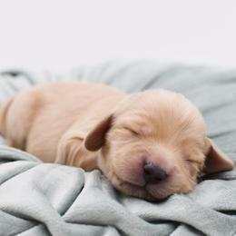 White- AKC Import Lines - Cream female Dachshund puppy in Coweta, Oklahoma from Sunnyside Dachshunds