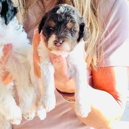 Muffin - Brown male Poodle puppy in Sperry, Oklahoma from PuppyLove Poodles