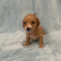 Taffy - AKC - Red female Dachshund puppy in Gainesville, Texas from Diamond B Doxies