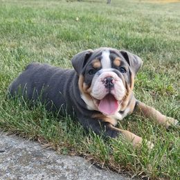 Bulldog Puppies from Wiggle Butts Bulldogs