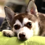 Alaskan Klee Kai from Excelsior Klee Kai