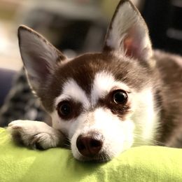 Alaskan Klee Kai from Excelsior Klee Kai