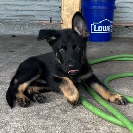 Blue boy - Black and silver male German Shepherd puppy in Lake Charlse, Louisiana from Dettaalpha Kennels