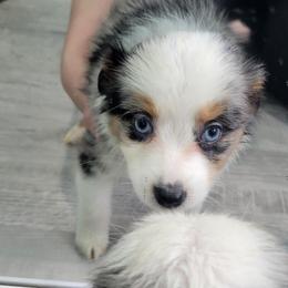 SPIDER-MAN BMM - Blue merle male Toy Australian Shepherd puppy in Norwood, Missouri from Looney Farm’s Toy & Mini Aussies