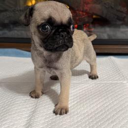 Sarah - Fawn female Pug puppy in Olin, North Carolina from Piggy Pugs